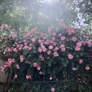 9岁的小女孩的光着屁股照片
